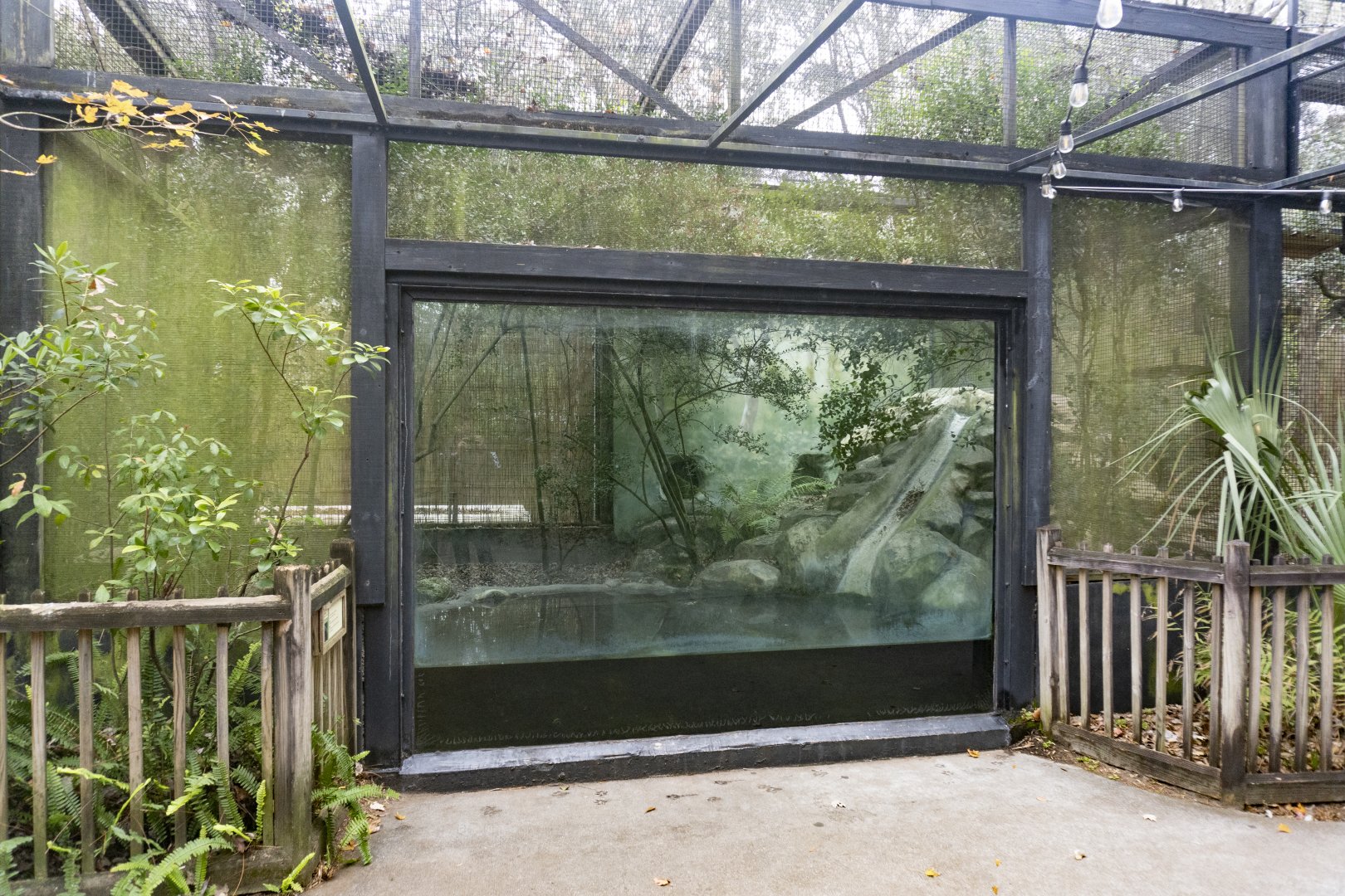 Jan. 2022 - Wild Florida - Alligator Snapping Turtle Exhibit