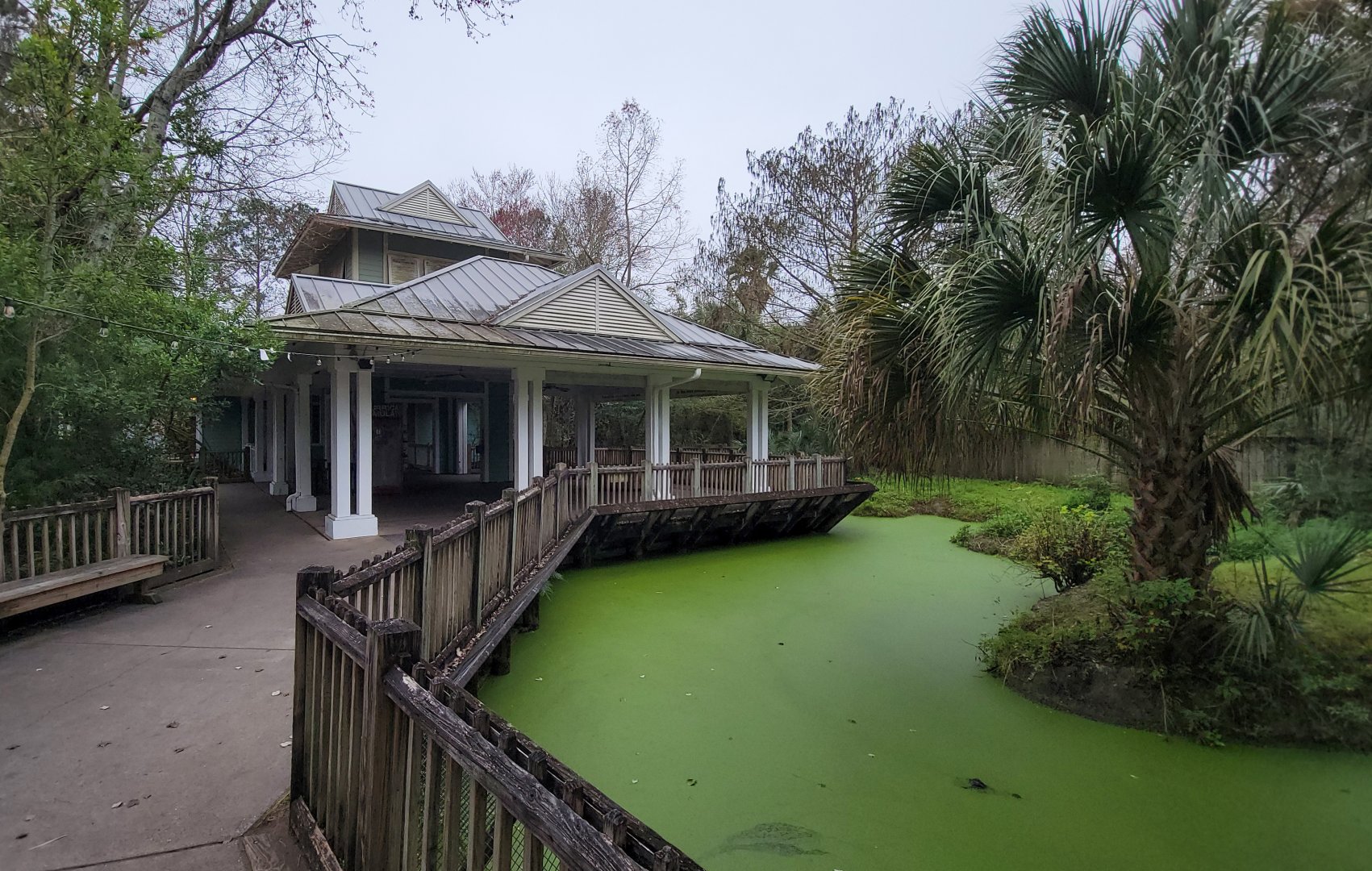 Jan. 2022 - Wild Florida - American Alligator Exhibit