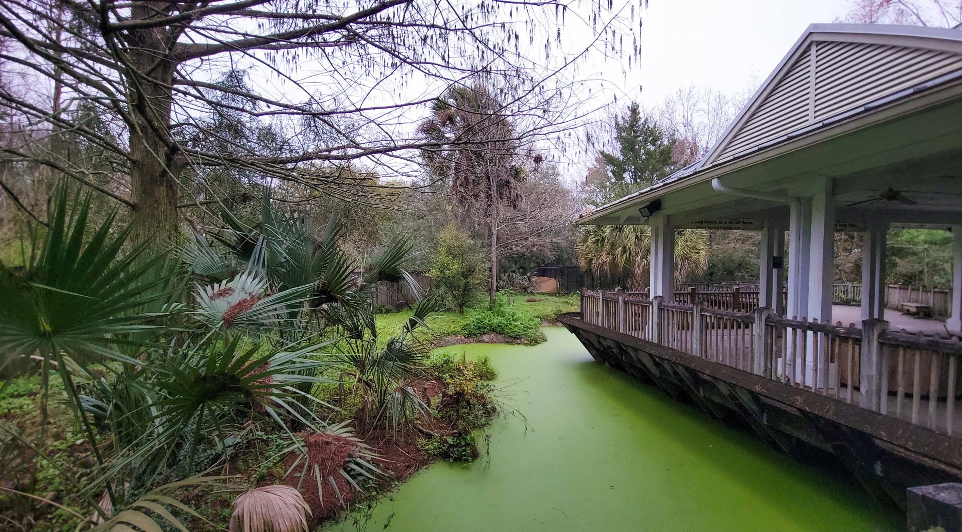 Jan. 2022 - Wild Florida - American Alligator Exhibit