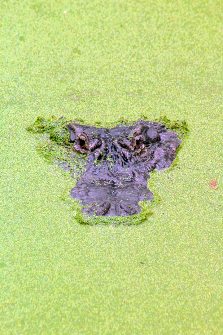 Jan. 2022 - Wild Florida - American Alligator