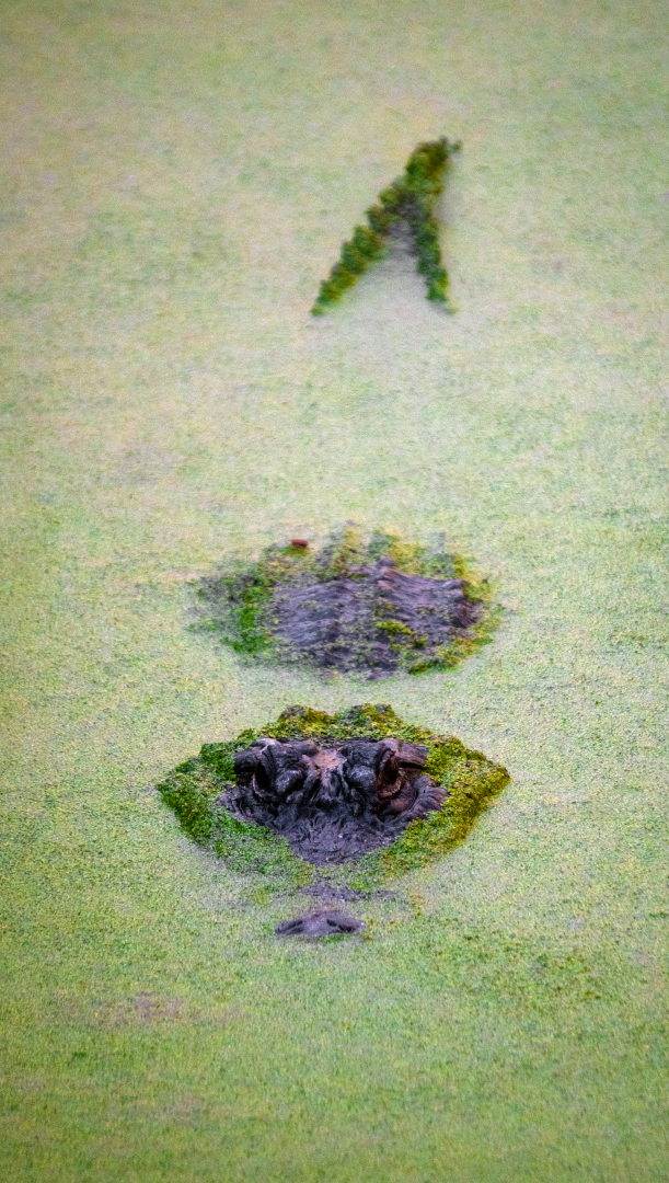 Jan. 2022 - Wild Florida - American Alligator