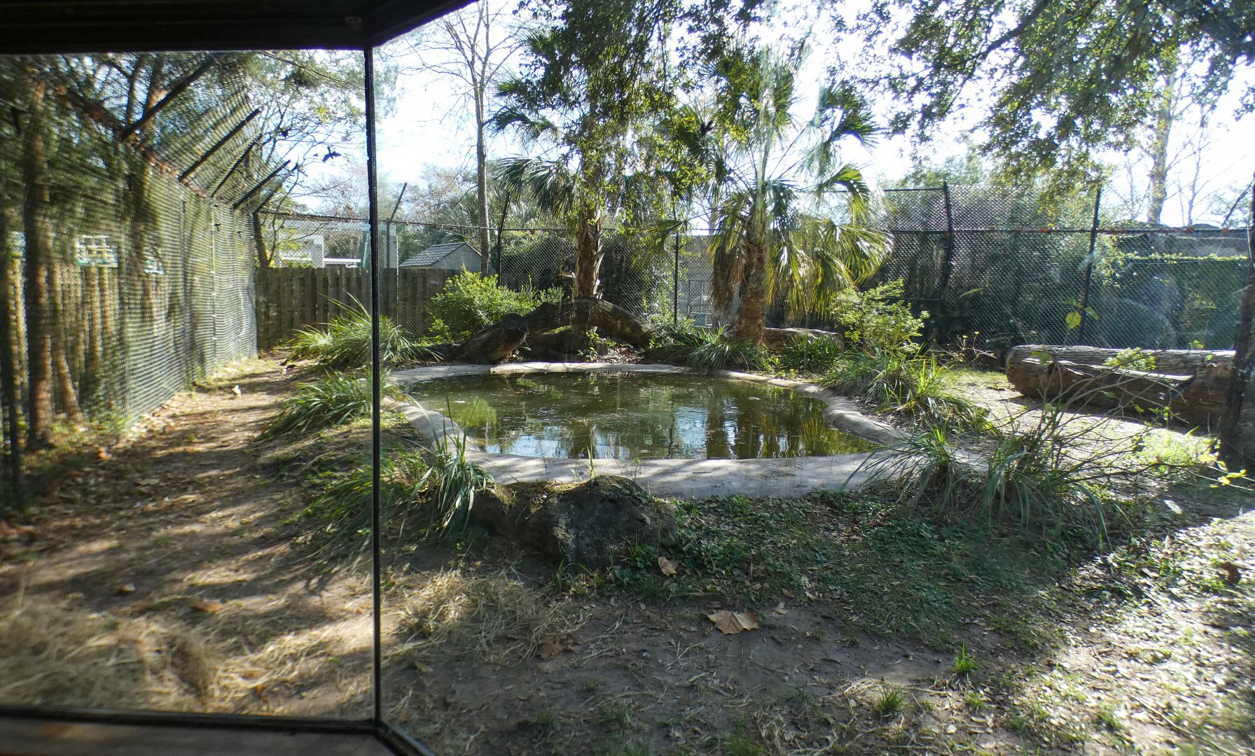 Jan. 2022 - Wild Florida - American Black Bear Exhibit - Left Side