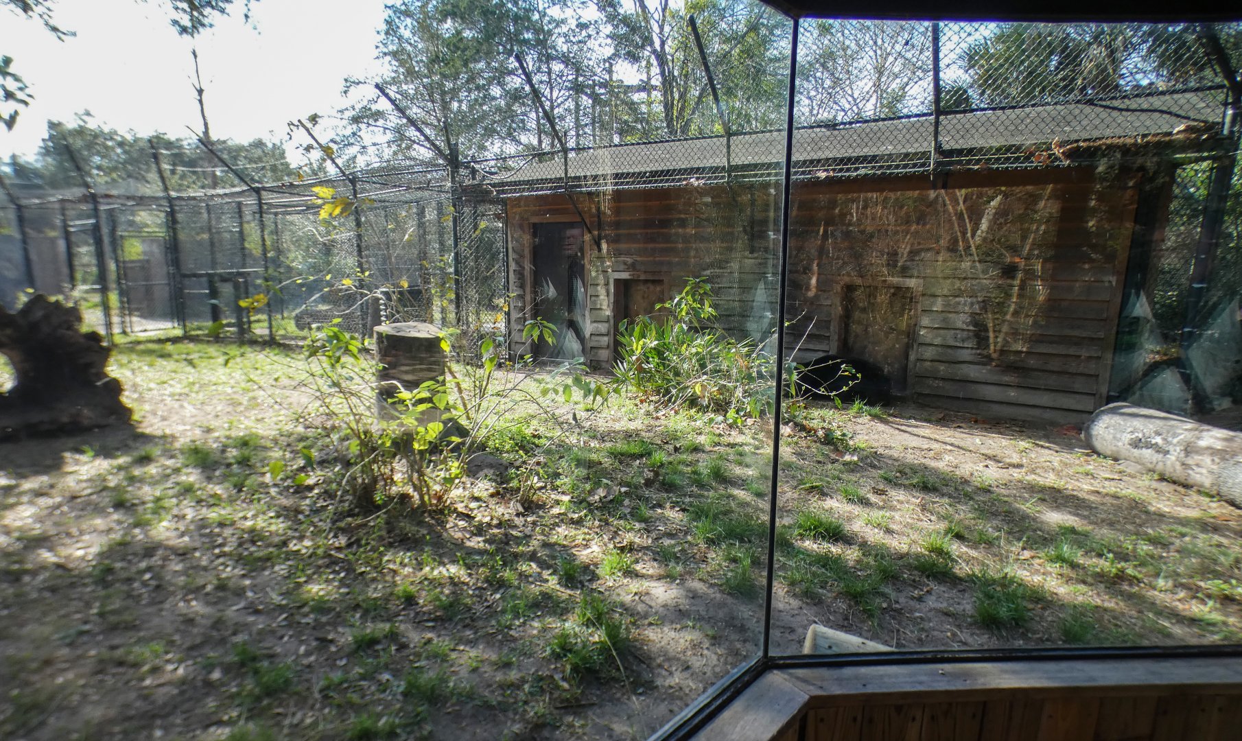 Jan. 2022 - Wild Florida - American Black Bear Exhibit - Right Side