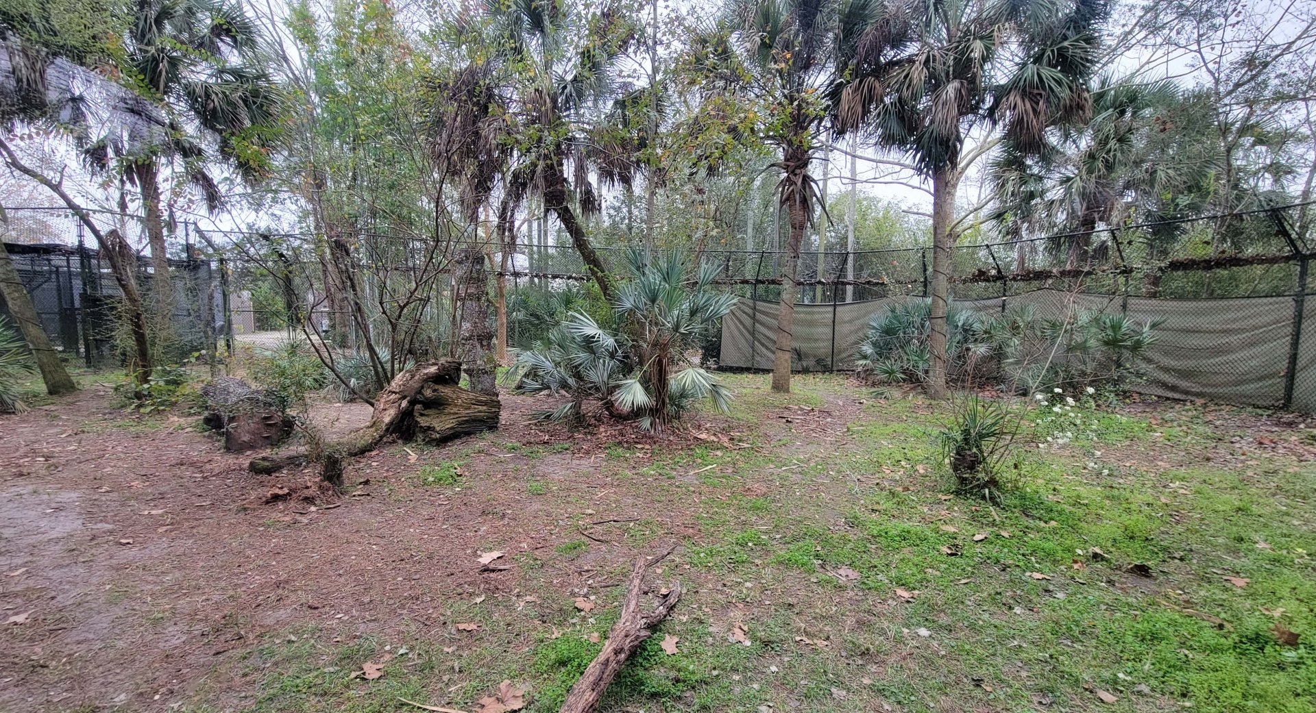 Jan. 2022 - Wild Florida - American Black Bear Right Exhibit