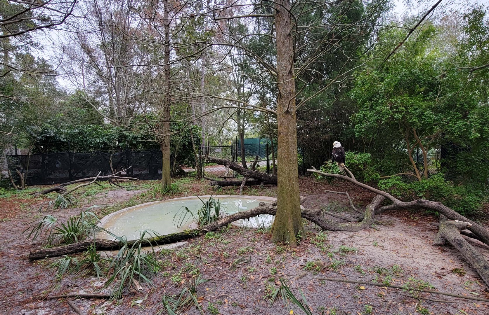 Jan. 2022 - Wild Florida - Bald Eagle Exhibit