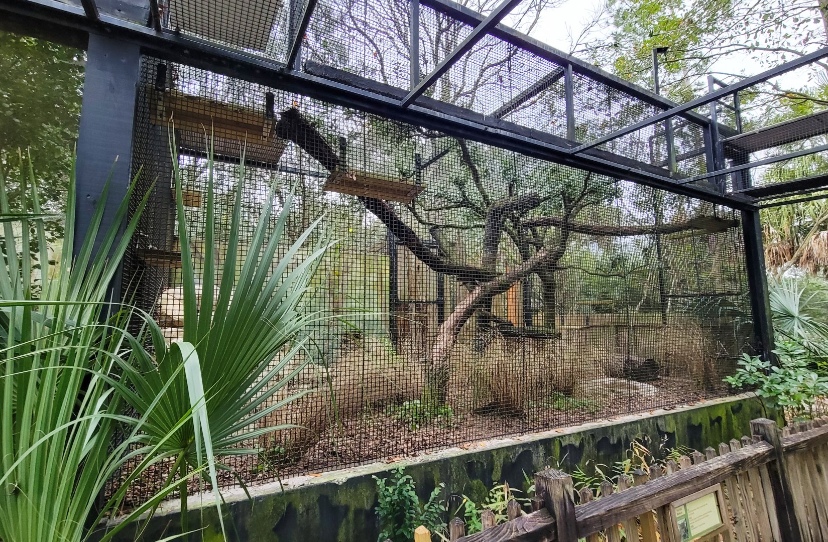 Jan. 2022 - Wild Florida - Bobcat Exhibit