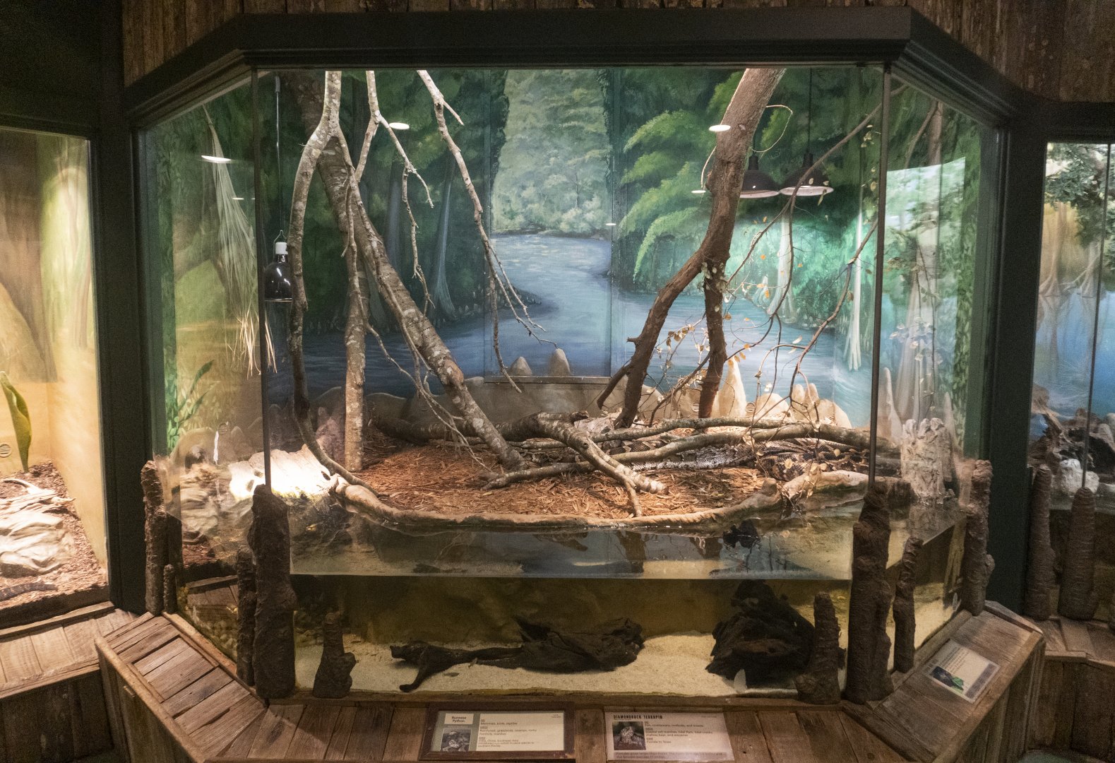 Jan. 2022 - Wild Florida - Burmese Python/Diamondback Terrapin/Florida Box Turtle Exhibit