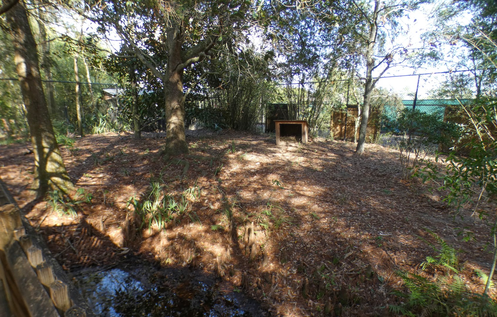 Jan. 2022 - Wild Florida - Coyote Exhibit (Half of It)