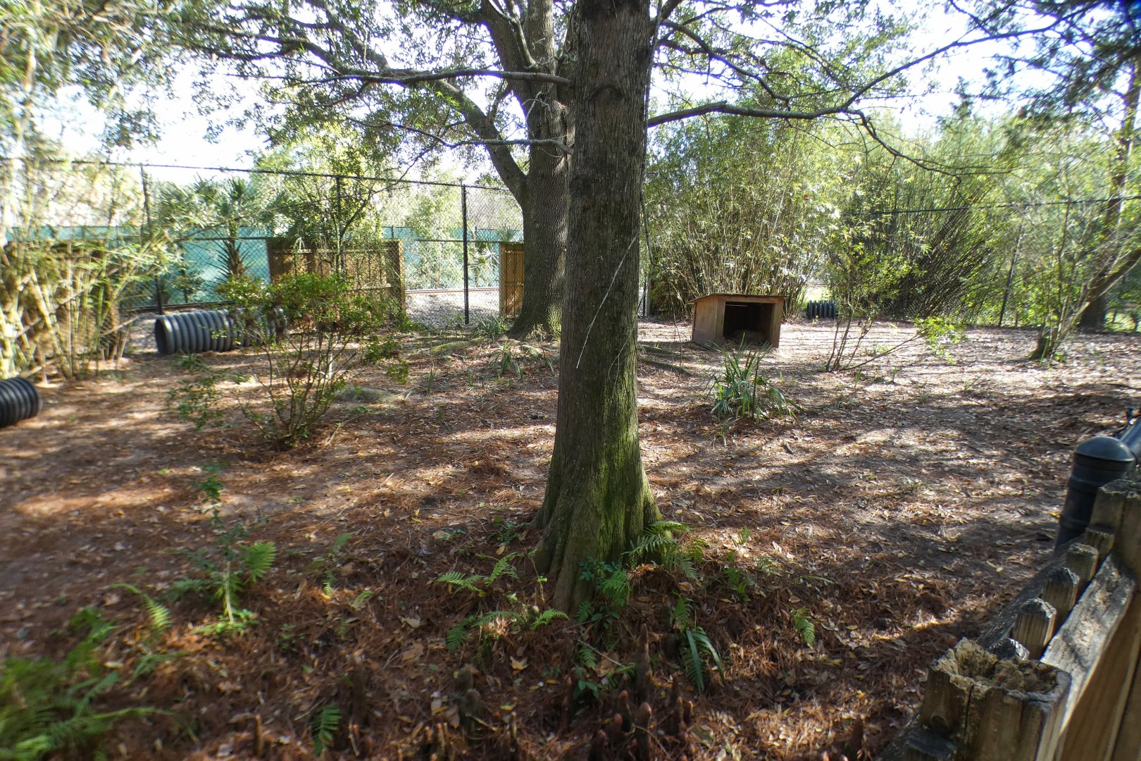 Jan. 2022 - Wild Florida - Coyote Exhibit (Half of It)