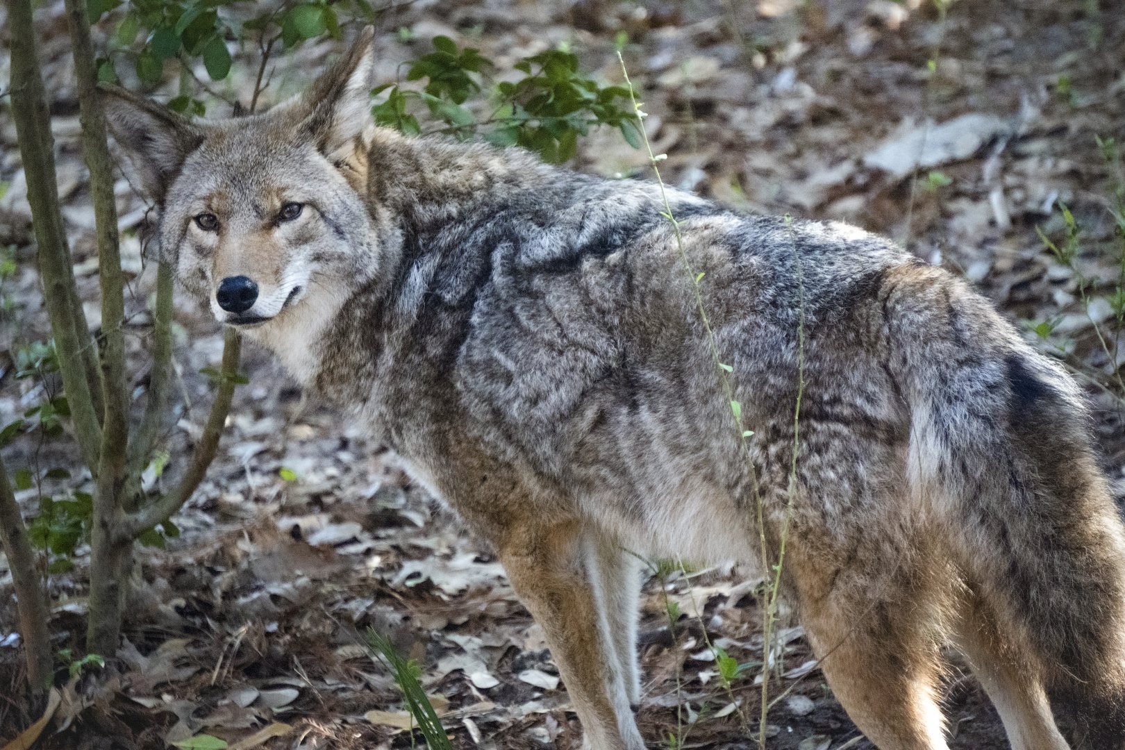 Jan. 2022 - Wild Florida - Coyote