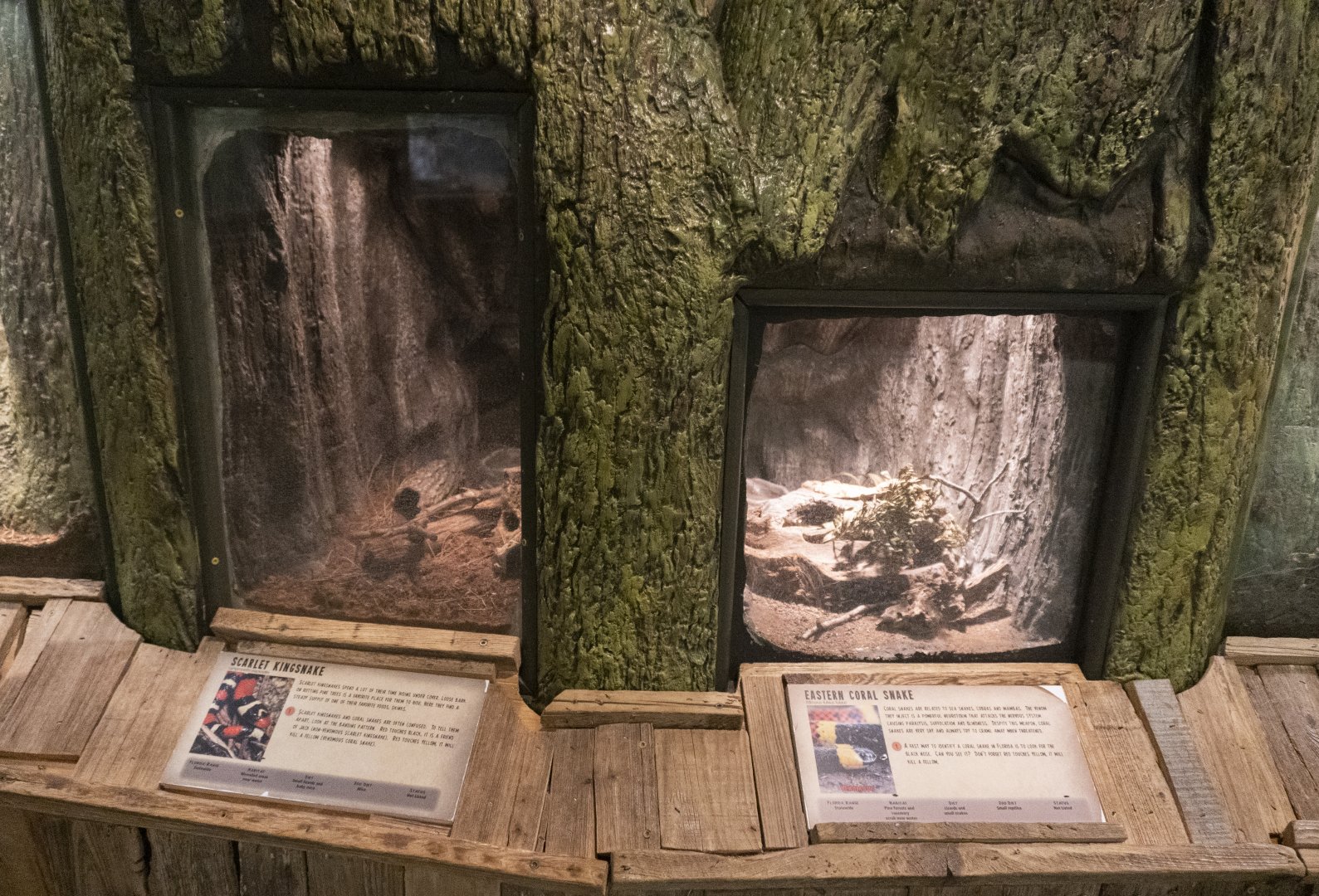 Jan. 2022 - Wild Florida - Eastern Coral Snake + Scarlet Kingsnake Exhibits