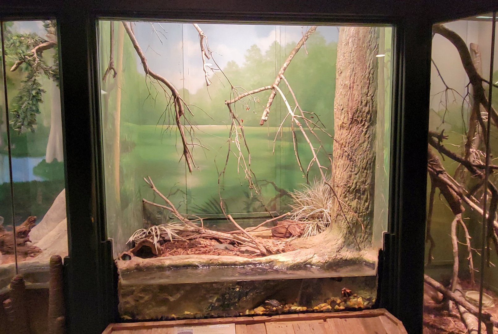 Jan. 2022 - Wild Florida - Reptiles of Florida - Dusky Pygmy Rattlesnake/Spotted Turtle Exhibit
