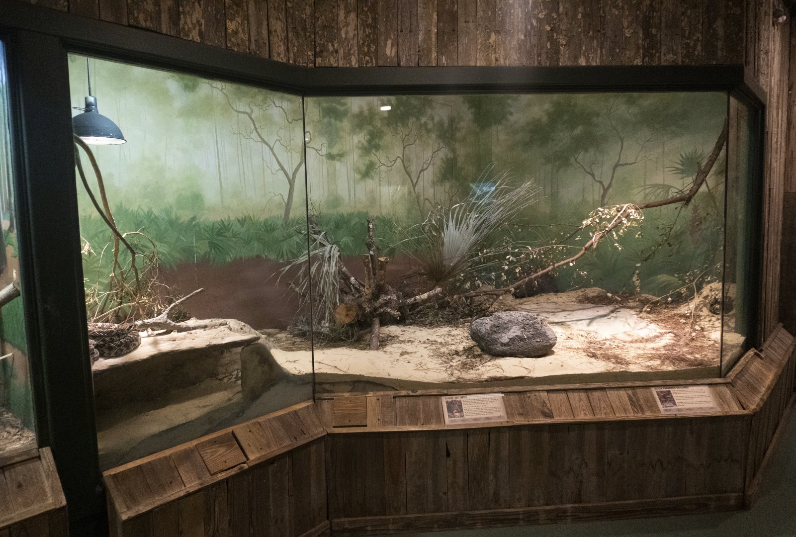 Jan. 2022 - Wild Florida - Reptiles of Florida - Eastern Diamondback Rattlesnake/Florida Box Turtle Exhibit