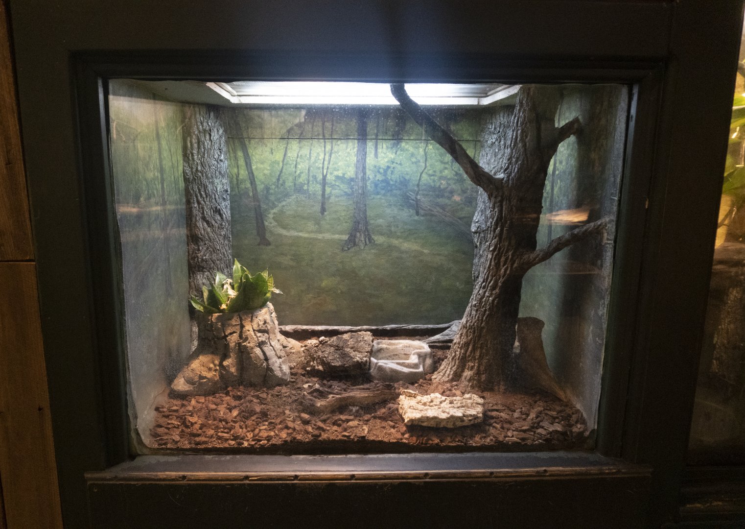 Jan. 2022 - Wild Florida - Reptiles of Florida - Eastern Glass Lizard/Southern Toad Exhibit