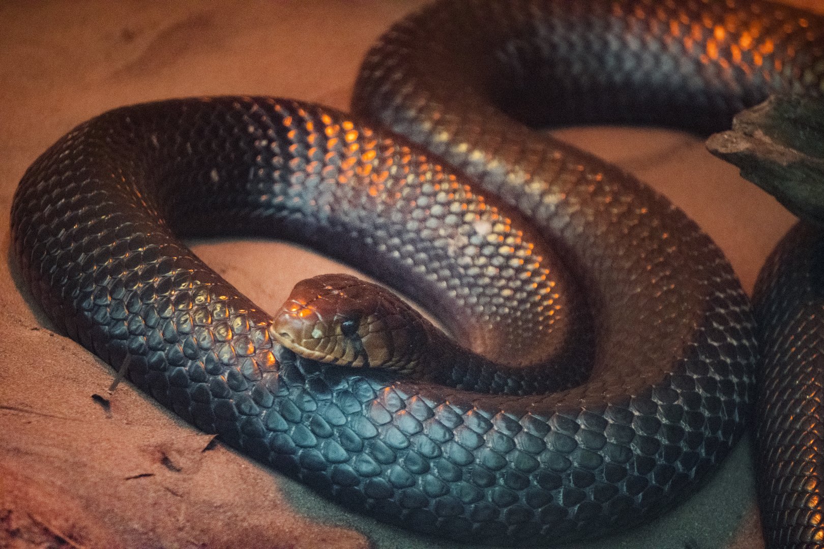 Jan. 2022 - Wild Florida - Reptiles of Florida - Eastern Indigo Snake