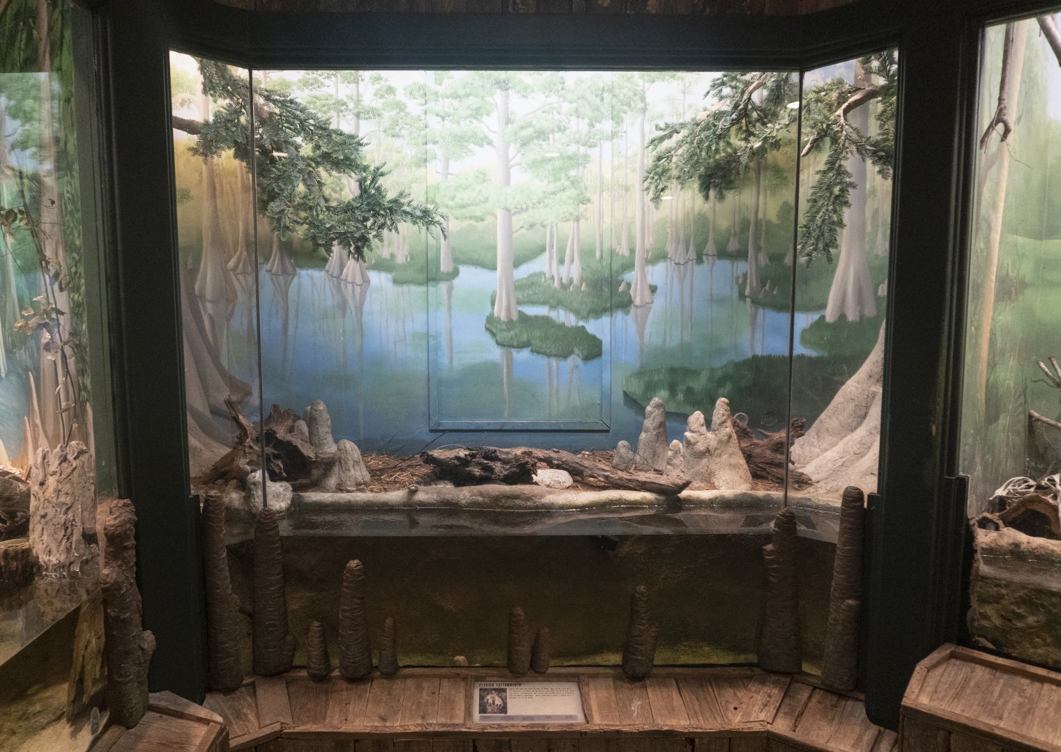 Jan. 2022 - Wild Florida - Reptiles of Florida - Florida Cottonmouth Exhibit
