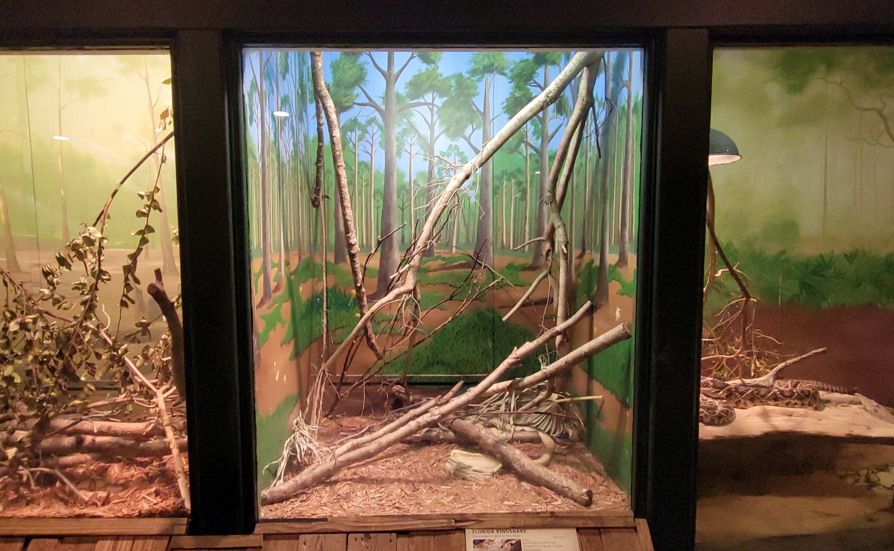 Jan. 2022 - Wild Florida - Reptiles of Florida - Florida Kingsnake Exhibit