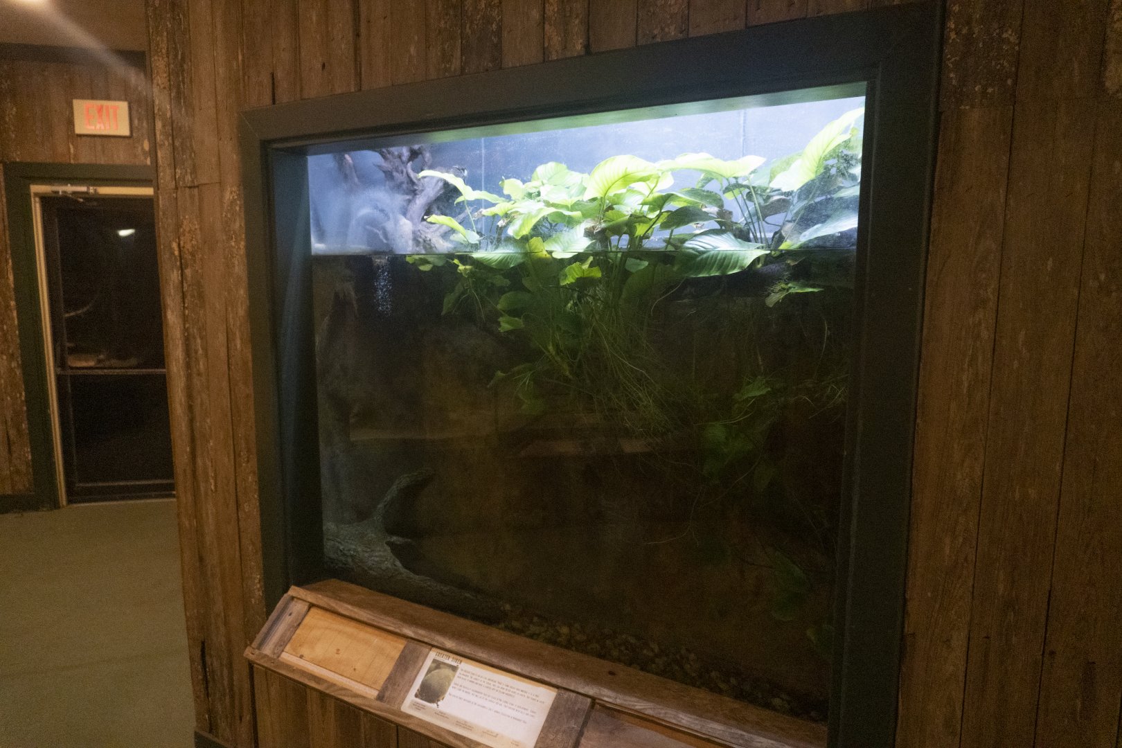 Jan. 2022 - Wild Florida - Reptiles of Florida - Greater Siren Tank