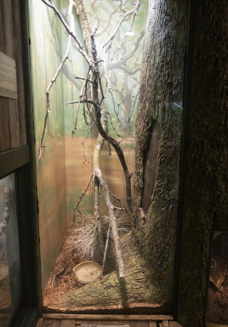 Jan. 2022 - Wild Florida - Reptiles of Florida - Grey Rat Snake/Yellow Rat Snake Exhibit