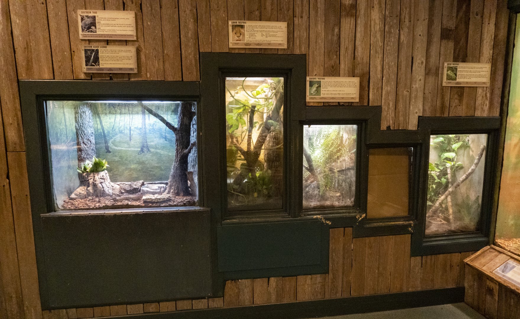 Jan. 2022 - Wild Florida - Reptiles of Florida - Lizard + Amphibians Exhibits