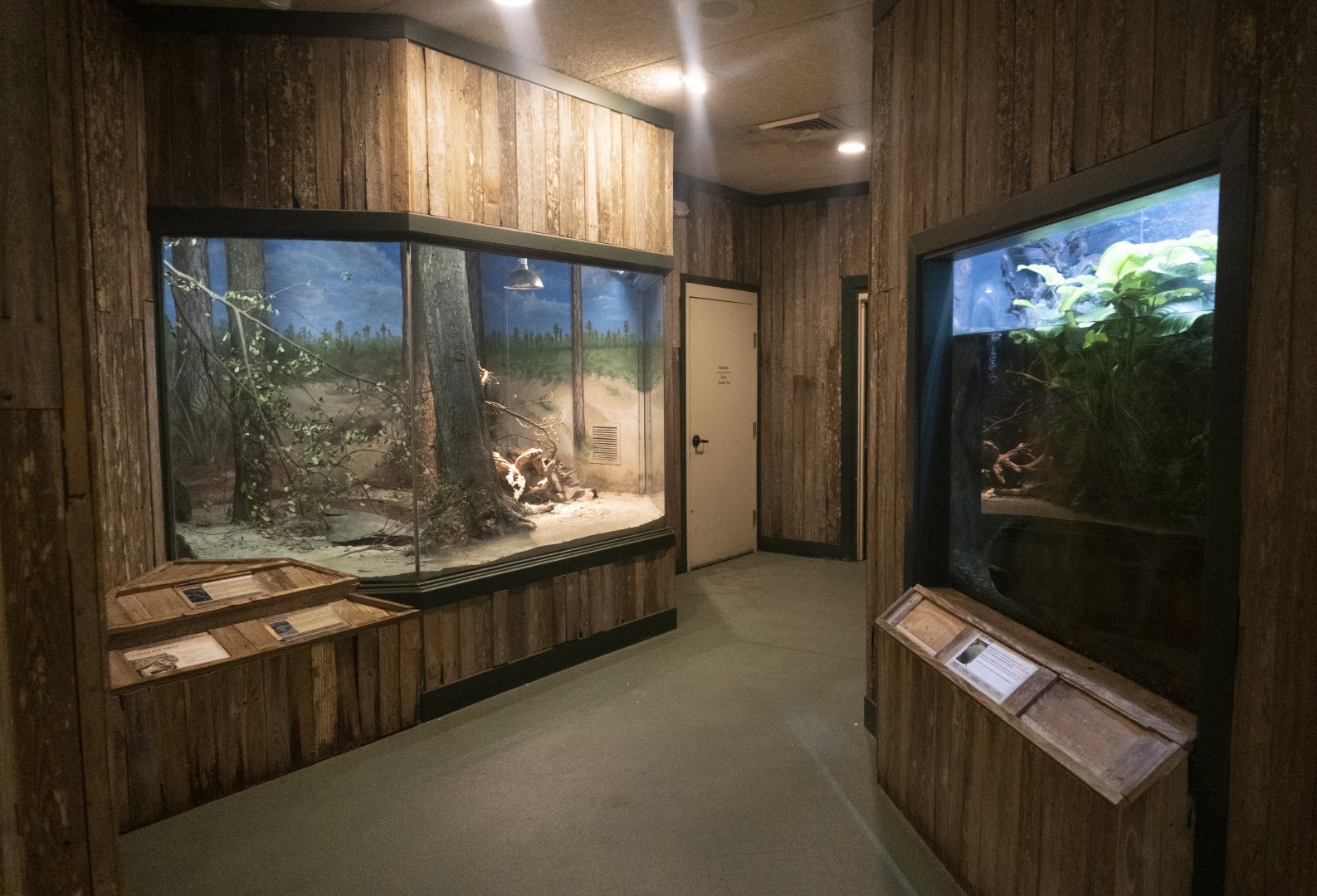 Jan. 2022 - Wild Florida - Reptiles of Florida - Tortoise, Snake + Greater Siren Exhibits