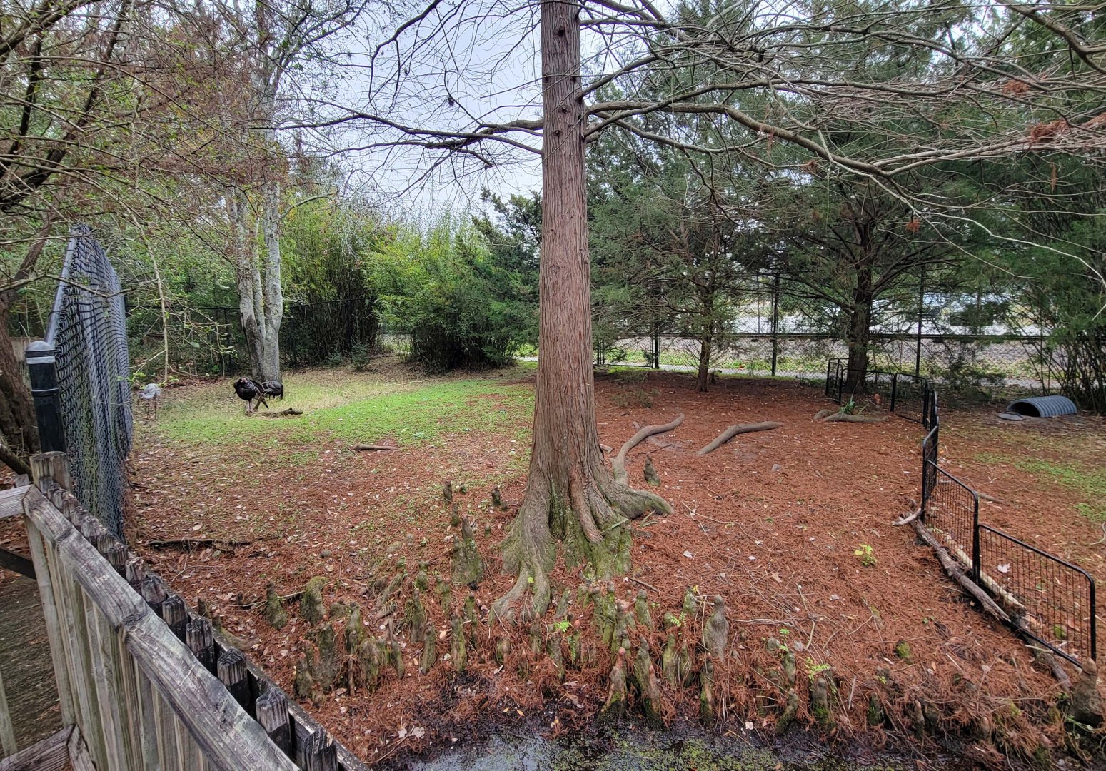 Jan. 2022 - Wild Florida - Sandhill Crane/Wild Turkey/Gopher Tortoise Exhibit (Half)