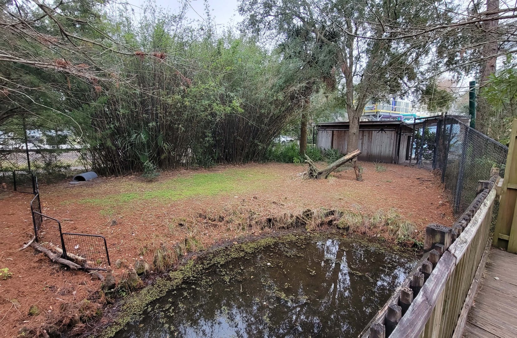 Jan. 2022 - Wild Florida - Sandhill Crane/Wild Turkey/Gopher Tortoise Exhibit (Half)