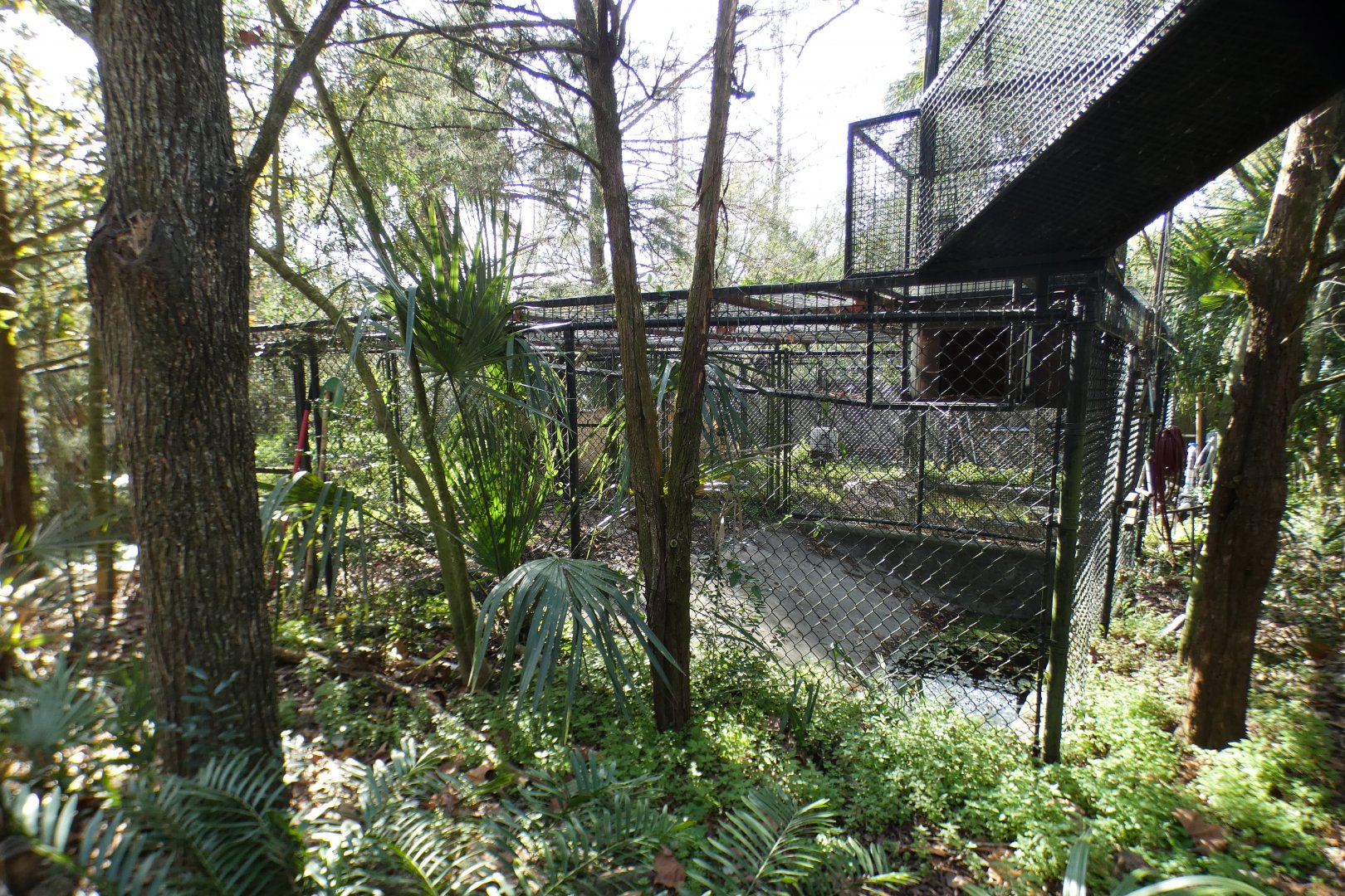 Jan. 2022 - Wild Florida - Second Bobcat Exhibit