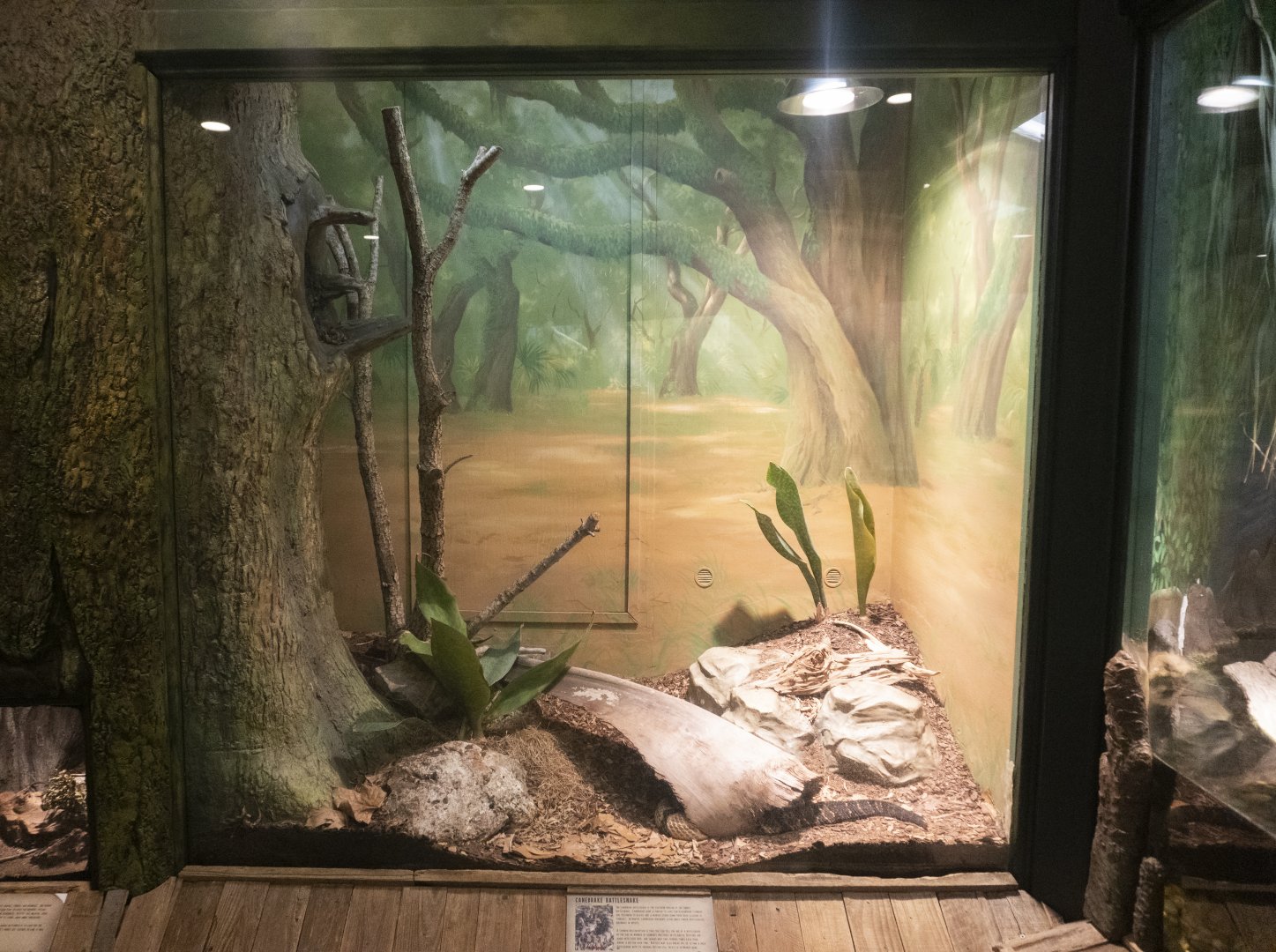 Jan. 2022 - Wild Florida - Timber Rattlesnake Exhibit