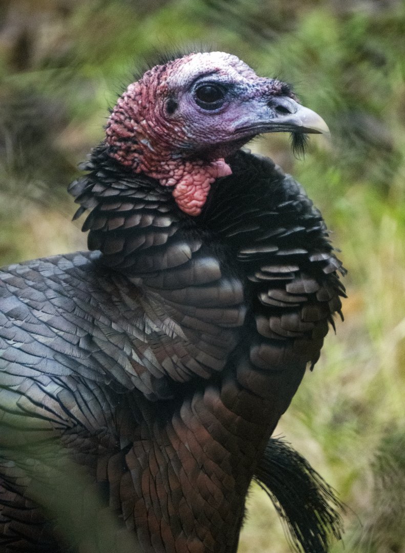 Jan. 2022 - Wild Florida - Wild Turkey