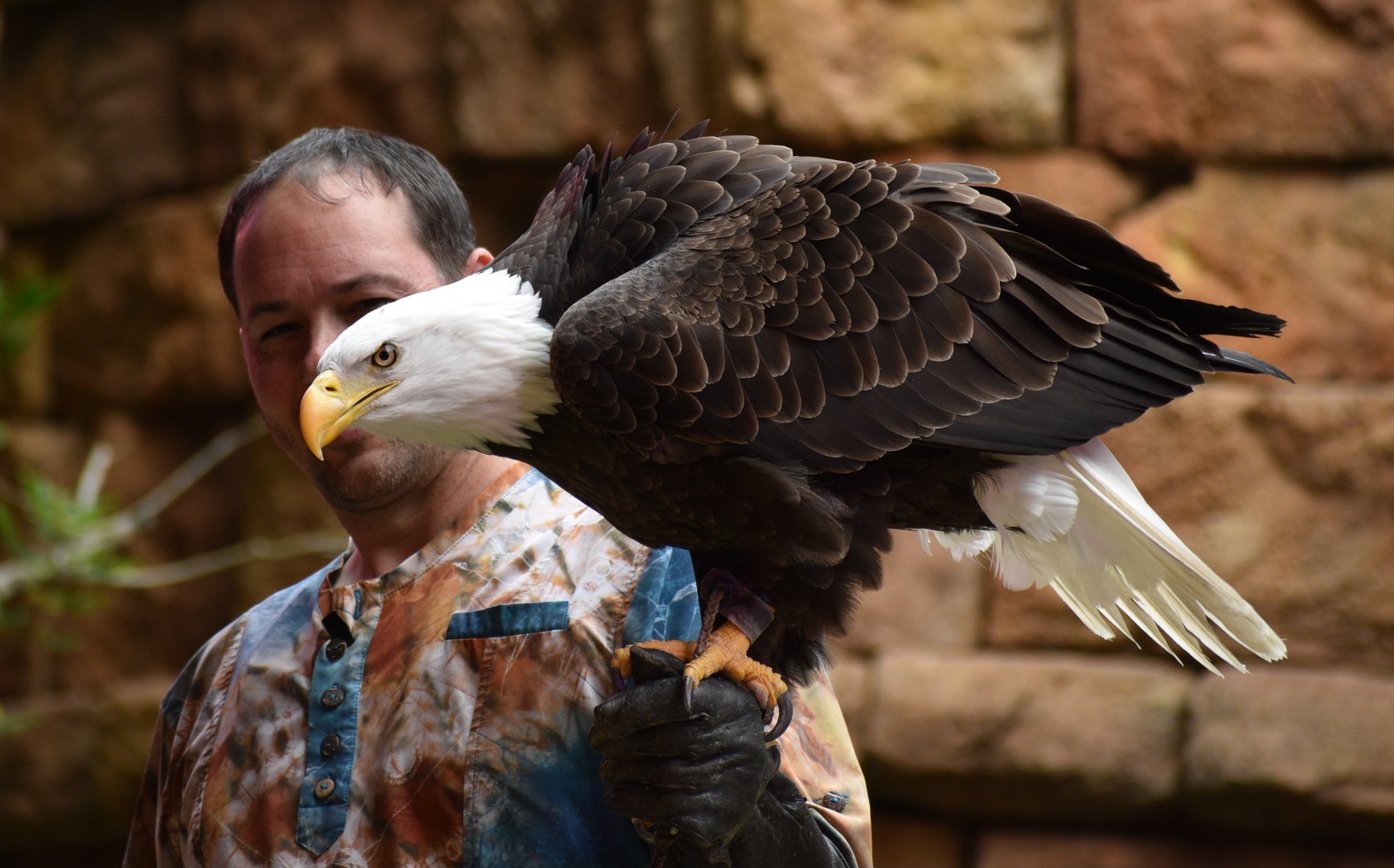 Jan. 2023 - Feathered Friends in Flight - Bald Eagle