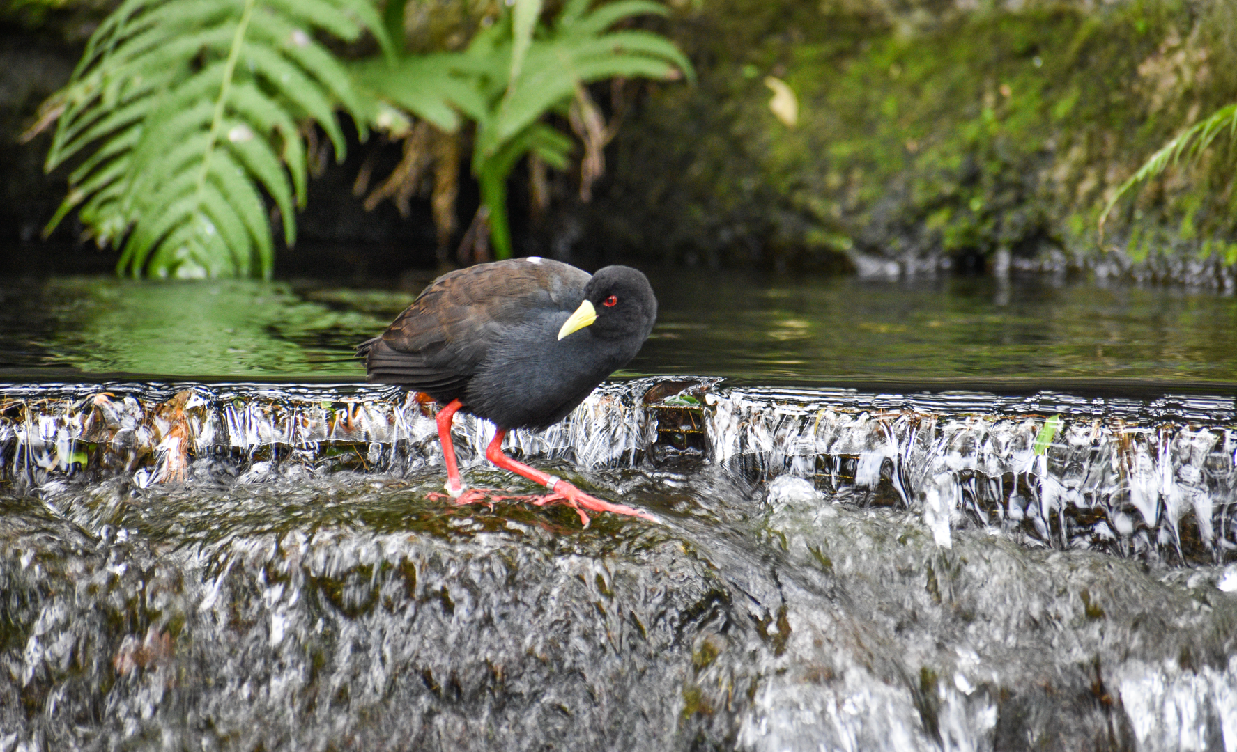 Jan. 2023 - Gorilla Falls Exploration Trail - Black Crake