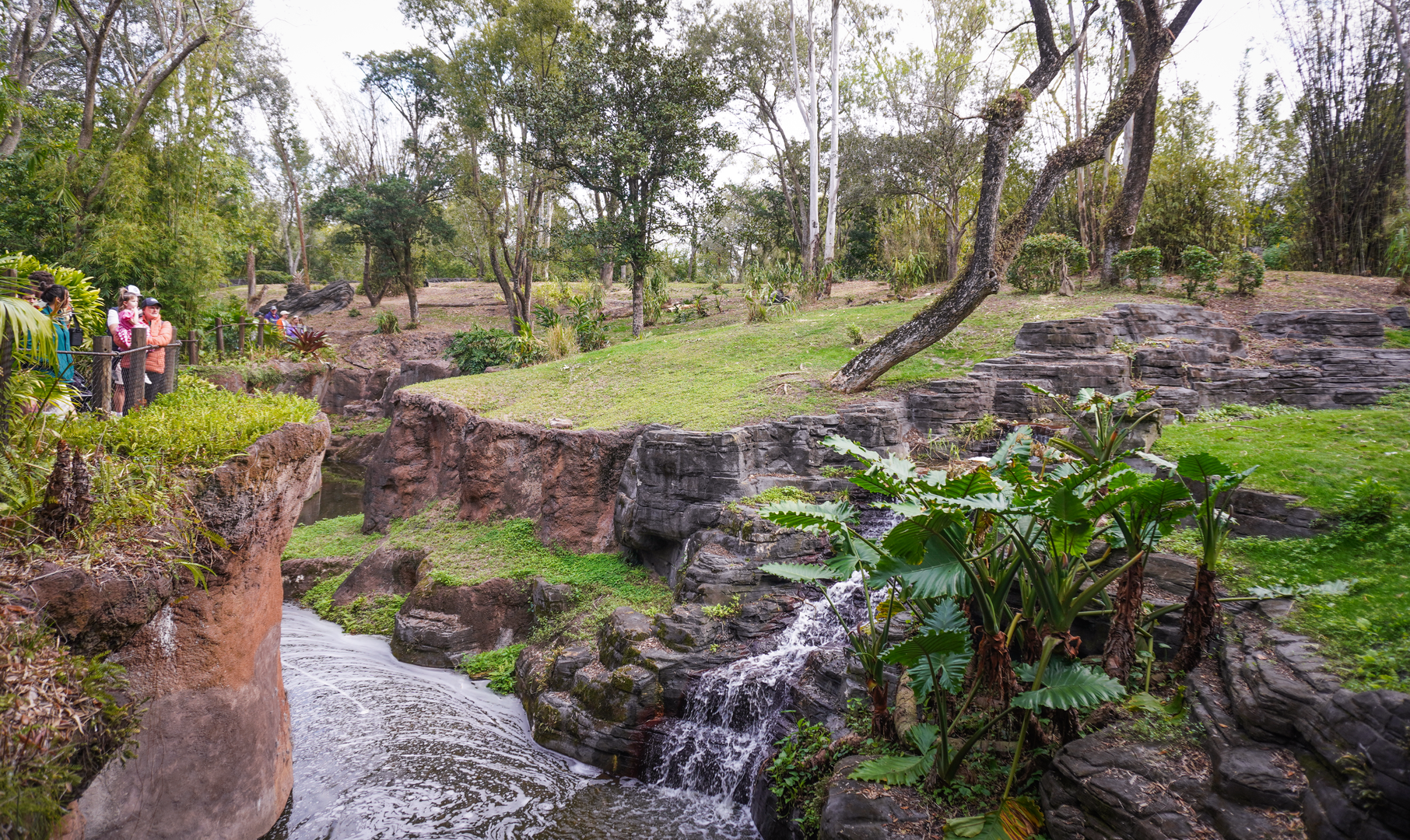 Jan. 2023 - Gorilla Falls Exploration Trail - Gorilla Bachelor Exhibit (Find 2 Gorillas)