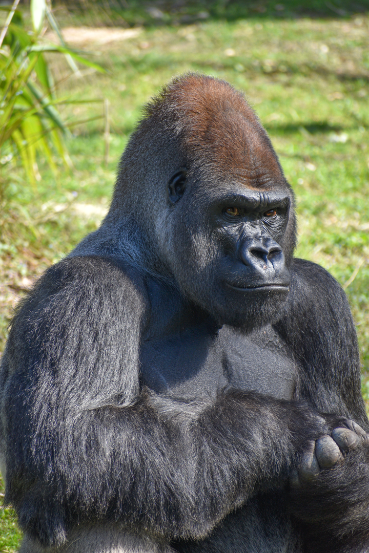 Jan. 2023 - Gorilla Falls Exploration Trail - Gorilla Portrait