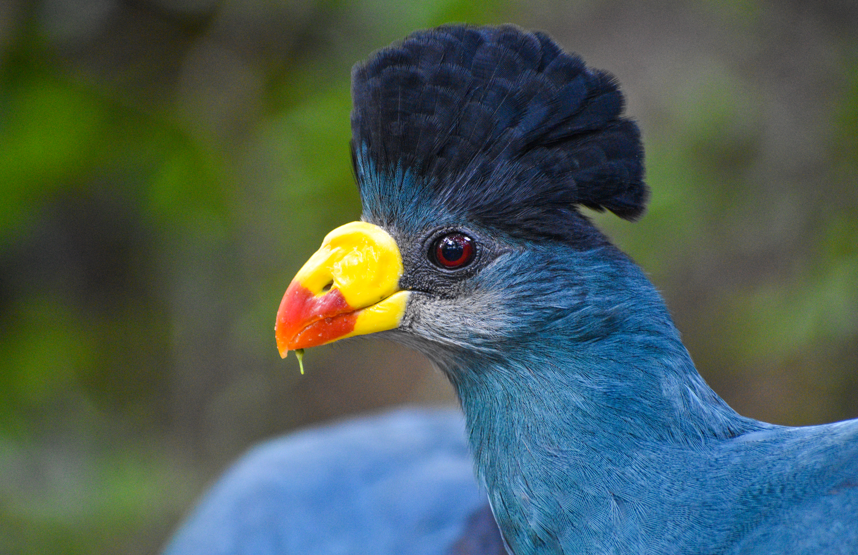 Jan. 2023 - Gorilla Falls Exploration Trail - Great Blue Turaco