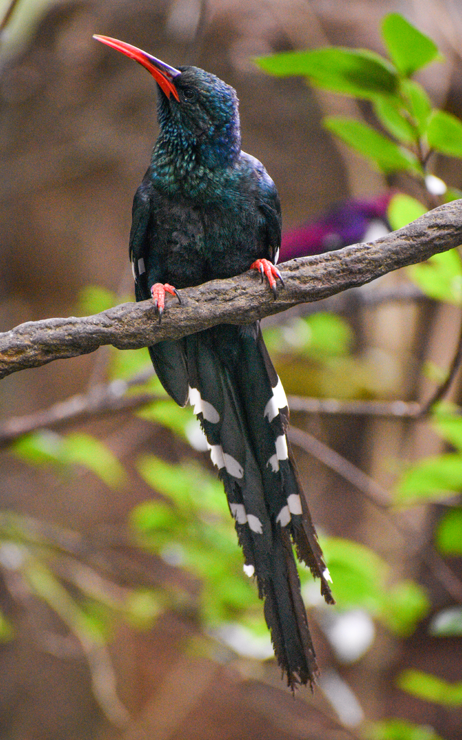 Jan. 2023 - Gorilla Falls Exploration Trail - Green Woodhoopoe