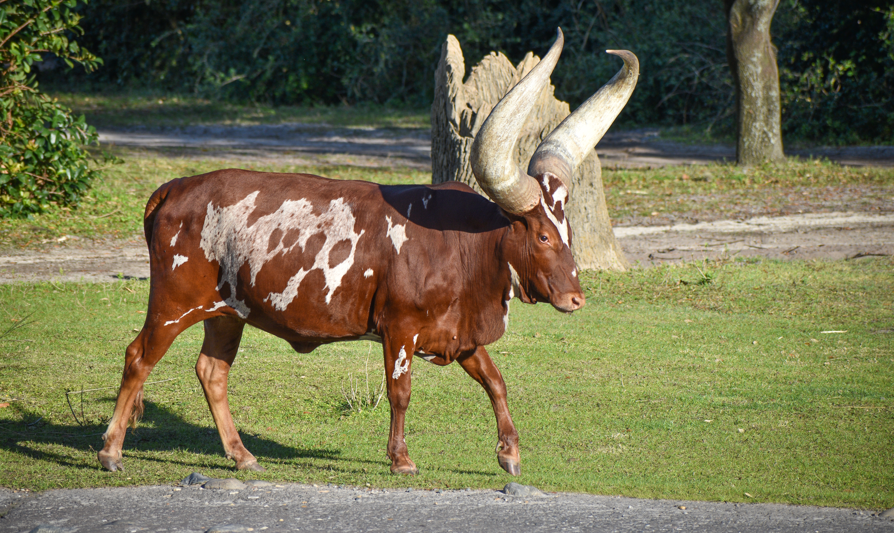 Jan. 2023 - Kilamanjaro Safaris - Ankole Cattle