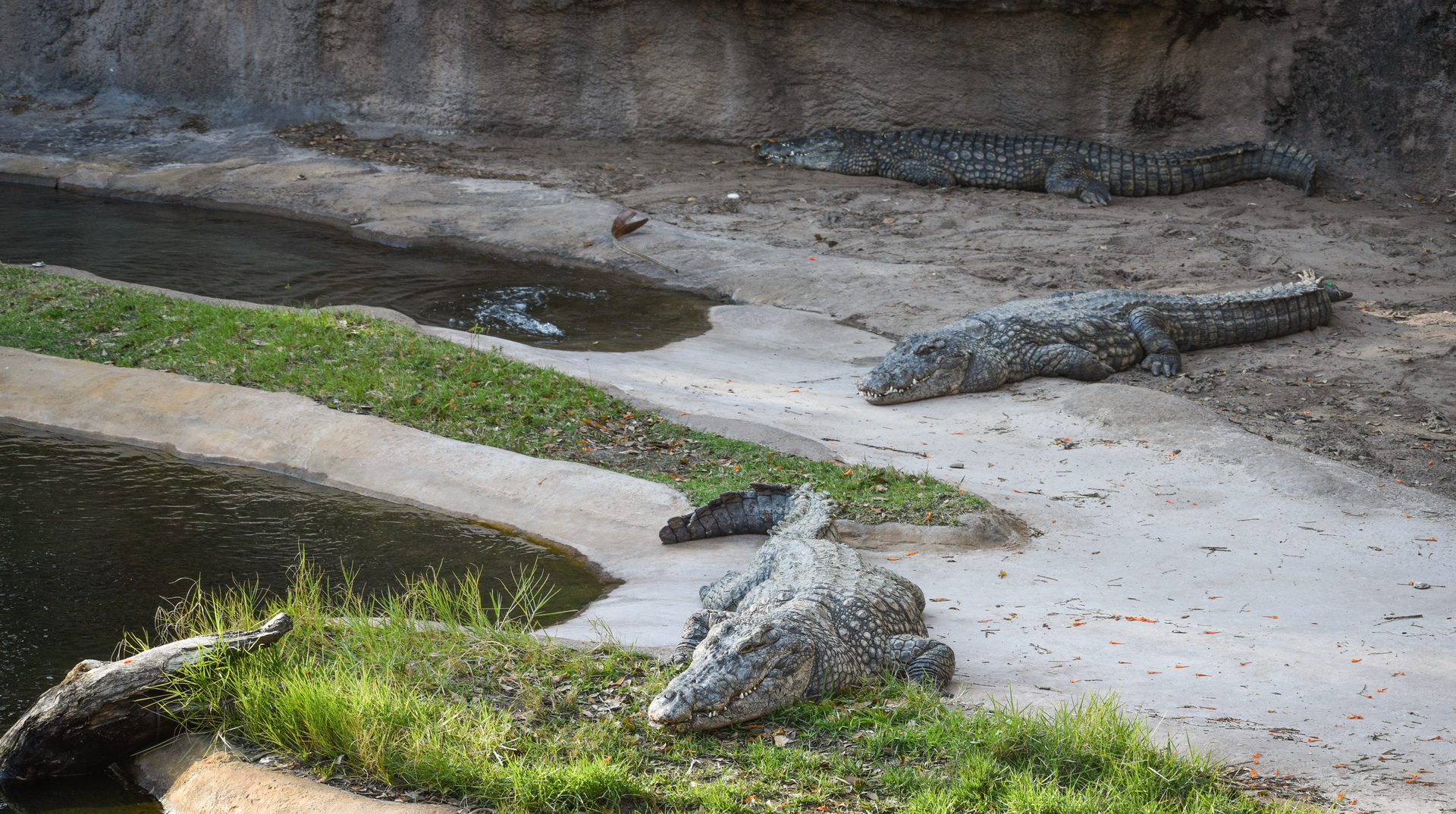 Jan. 2023 - Kilamanjaro Safaris - Nile Crocodiles
