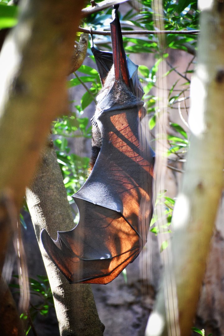 Jan. 2023 - Maharajah Jungle Trek - Malayan Flying Fox