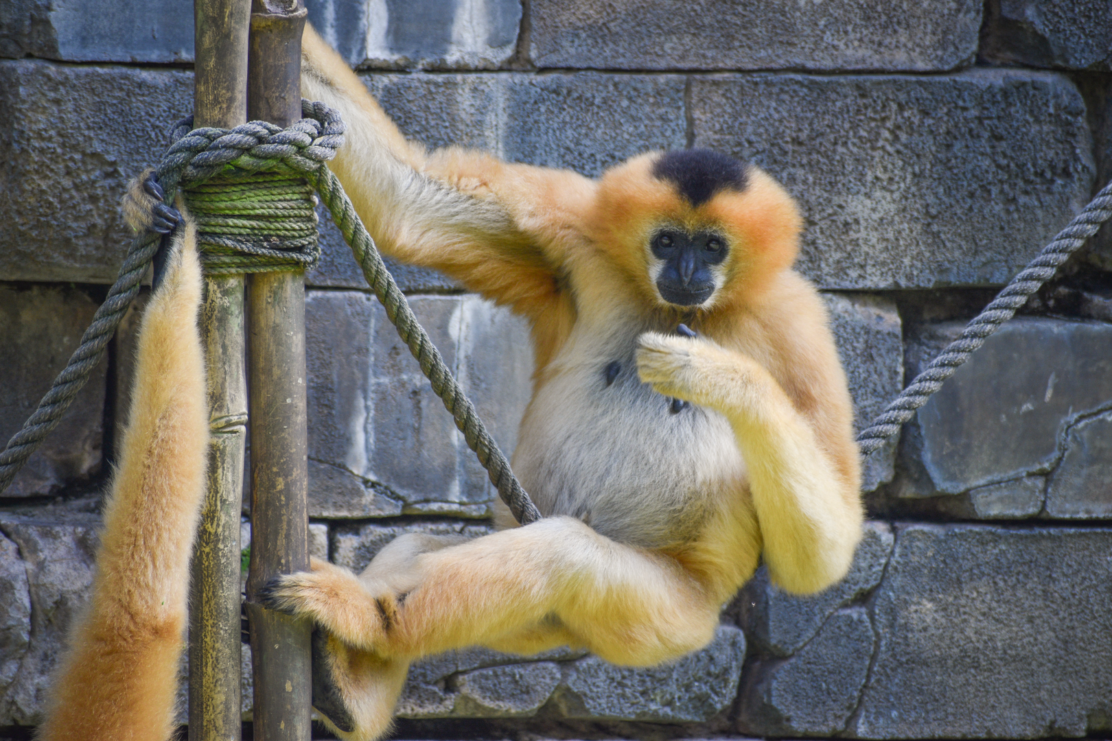 Jan. 2023 - Maharajah Jungle Trek - White-cheeked Gibbon