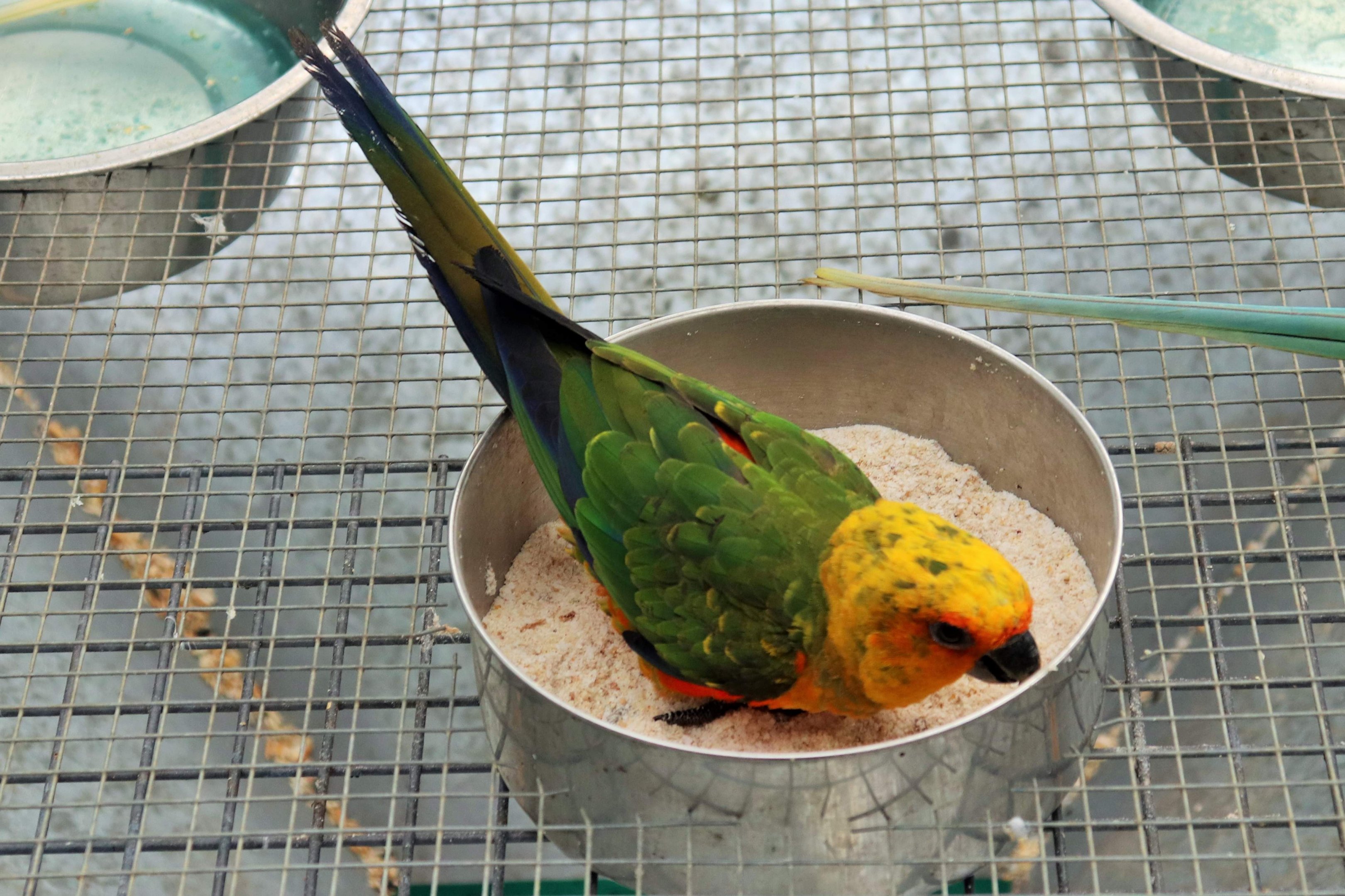 Janday Conure (Aratinga jandaya)