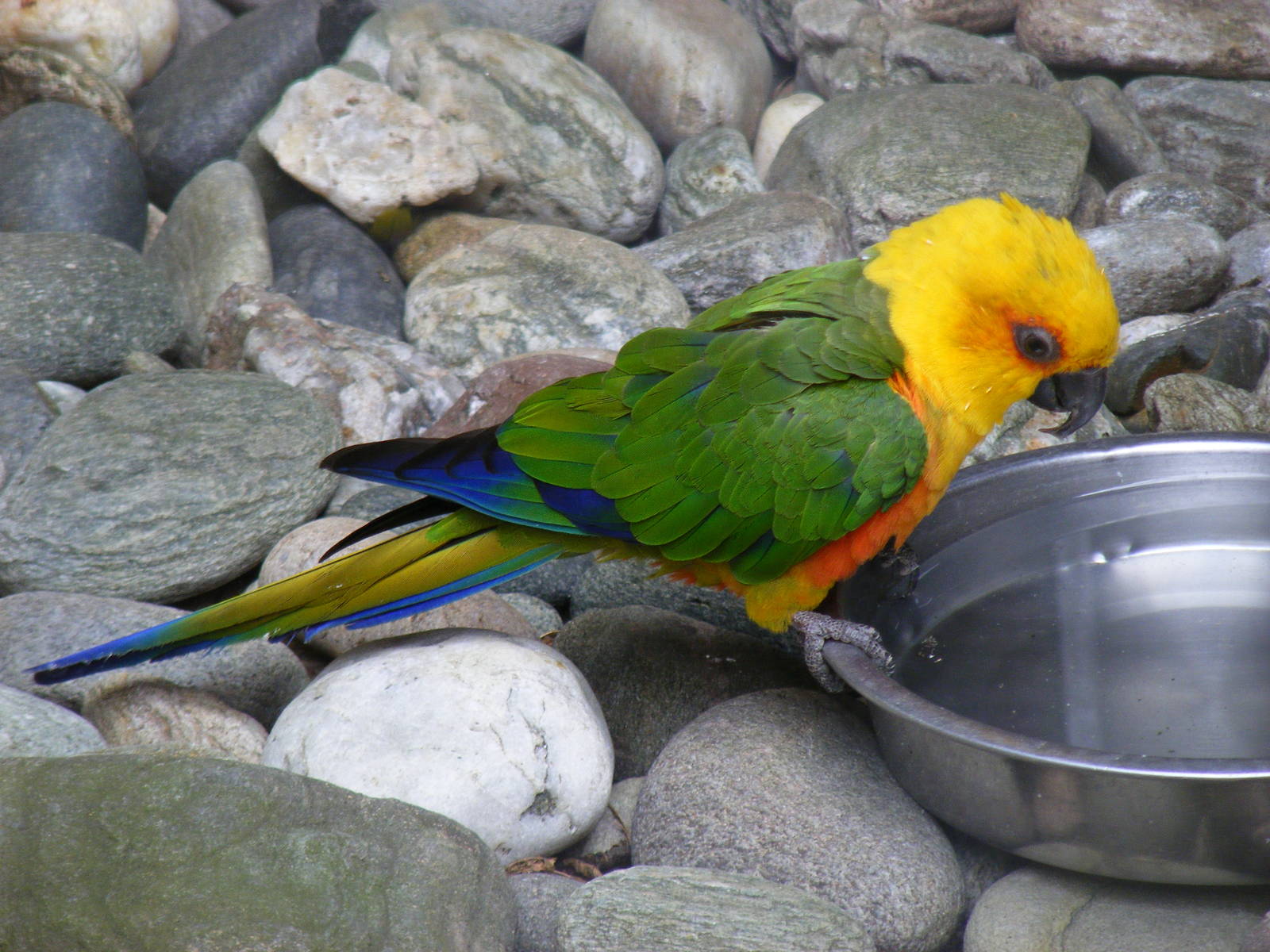Jandaya conure at Birdworld, 20 June 2010