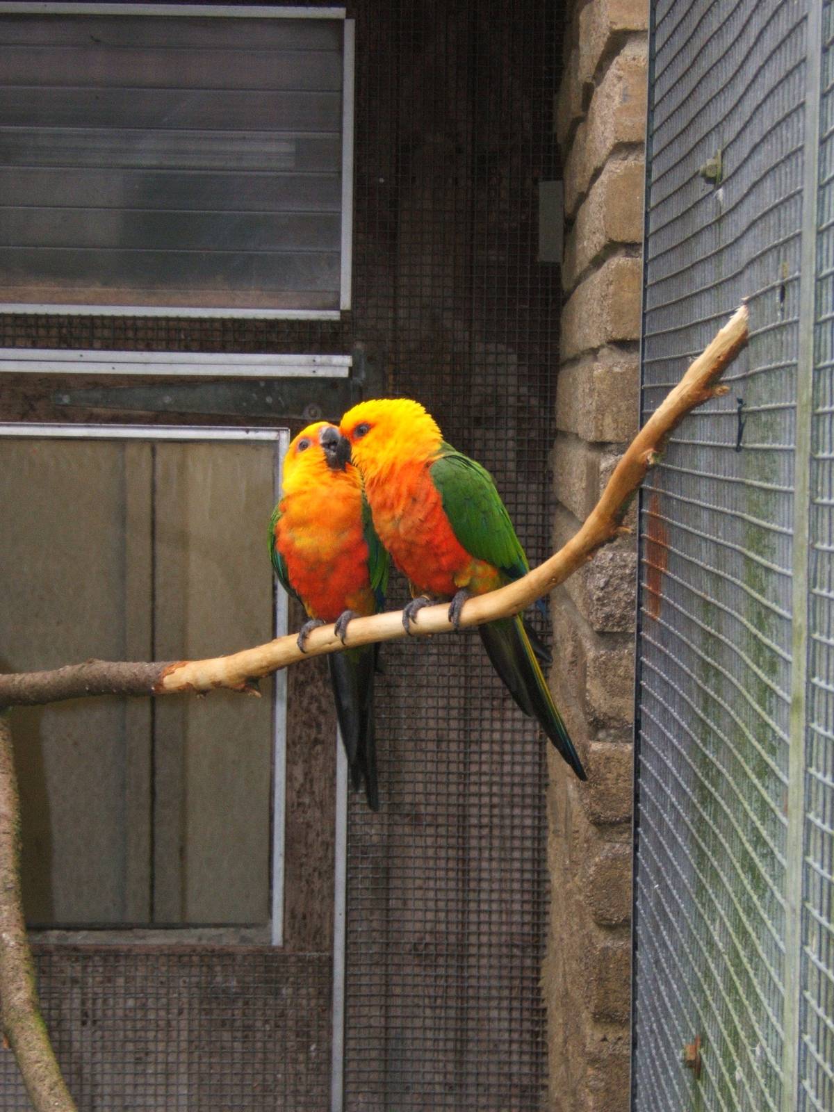 Jandaya Conure