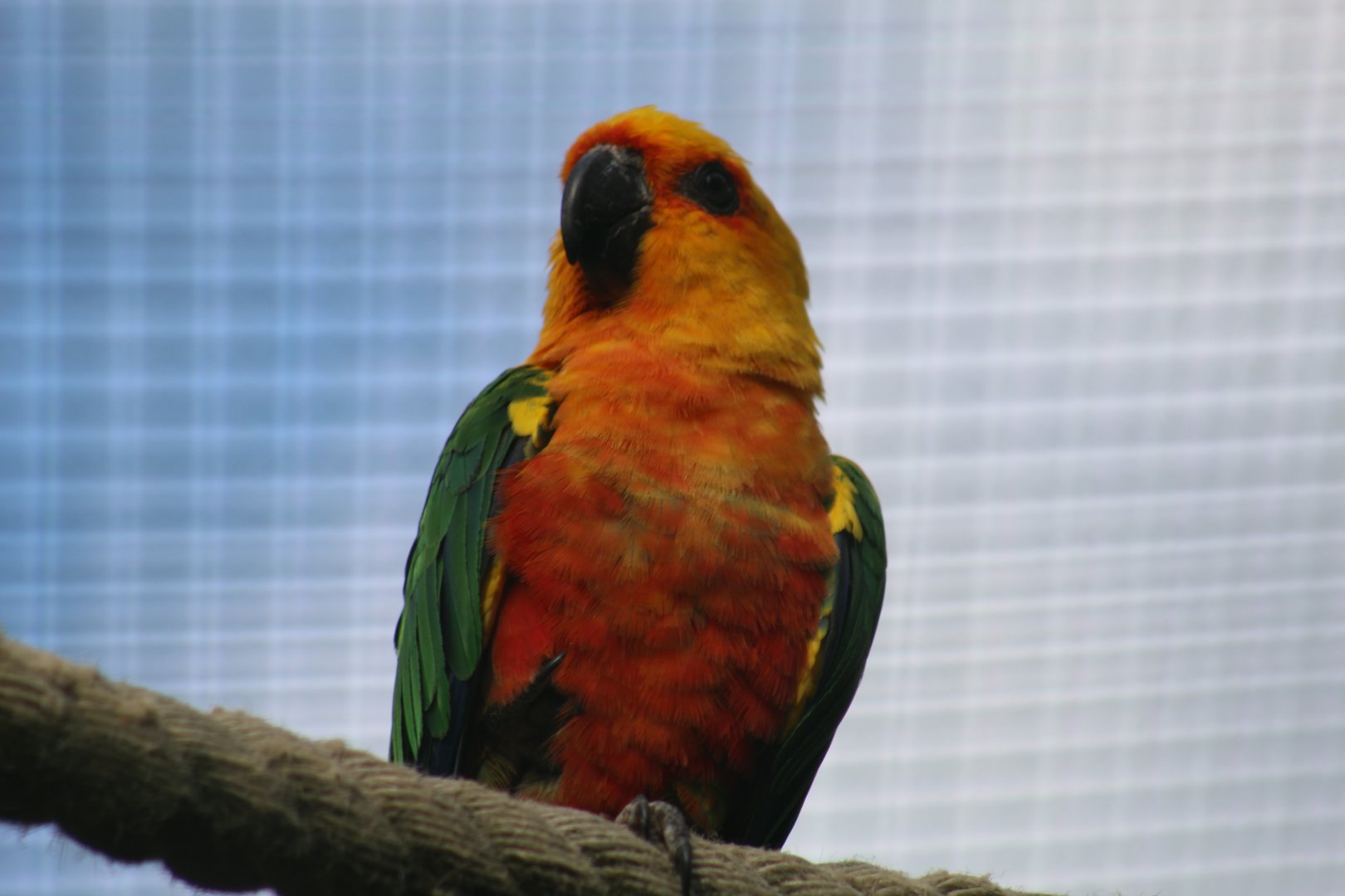 Jandaya Conure