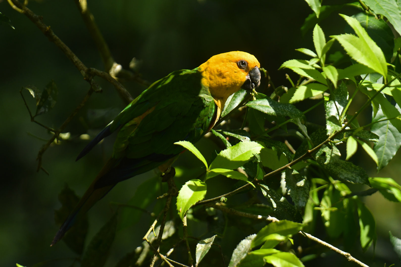 Jandaya Parakeet Aratinga jandaya