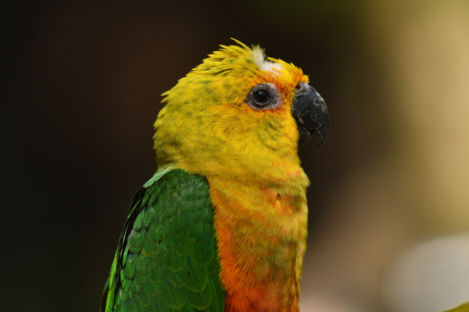 Jandaya Parakeet Aratinga jandaya