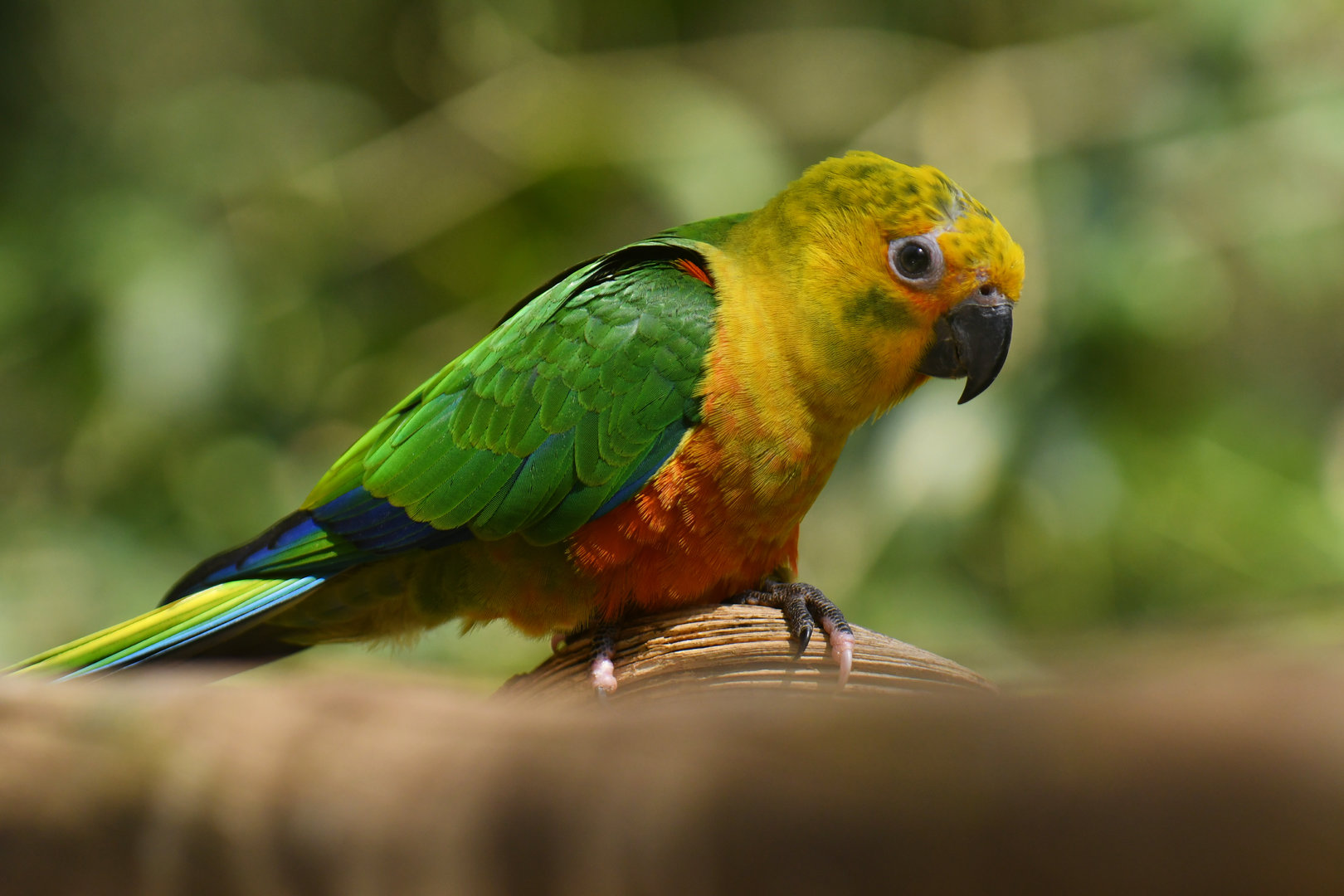 Jandaya Parakeet Aratinga jandaya