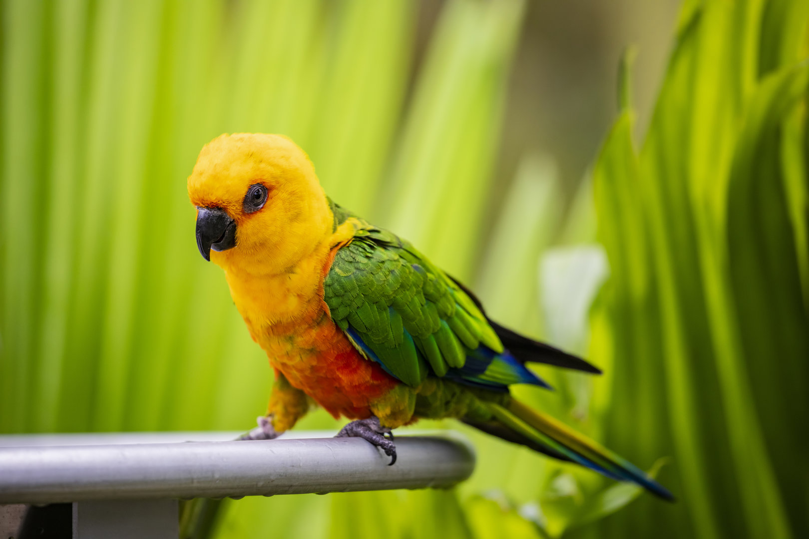 jandaya parakeet (Aratinga jandaya)