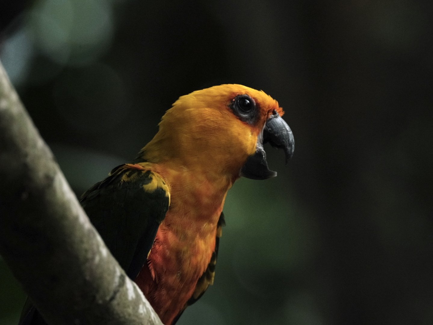 Jandaya Parakeet (Aratinga jandaya)