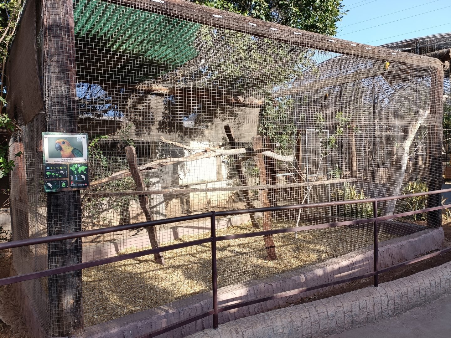 Jandaya parakeet exhibit